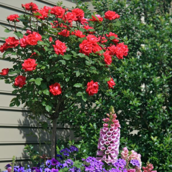 Růže stromková ´LIDKA´ na kmínku 110 cm, kont. 5 l