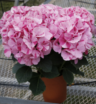 Hortenzie velkolist DANCING ANGEL 70-80 cm, kont. 3 l