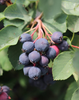 Muchovnk ololist (Amelanchier) GREATBERRY GARDEN 30-40 cm, kont. 5 l