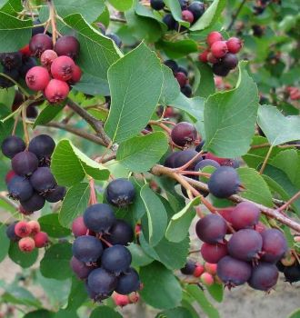 Muchovnk ololist (Amelanchier) GREATBERRY GARDEN 60-70 cm, kont. 5 l