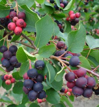 Muchovnk ololist (Amelanchier) GREATBERRY GARDEN 60-70 cm, kont. 5 l
