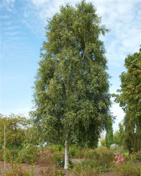 Bza pevisl FASTIGIATA 130-150 cm, kont. 5 l