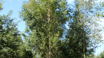 Obrzok (1)