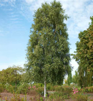 Bza pevisl FASTIGIATA 120-140 cm, kont. 3 l