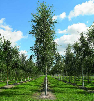 B��za p�evisl� �FASTIGIATA� 100-120 cm, kont. 3 l