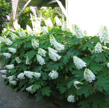 Hortenzie dubolist ALICE 40-50 cm, kont. 2 l