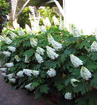 Hortenzie dubolist ALICE 40-50 cm, kont. 2 l