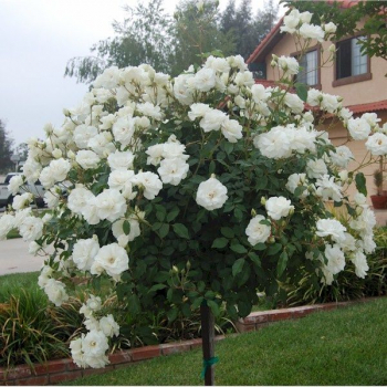 Růže stromková ´SNOW BALETT´ převislá, na kmínku 100 cm, kont. 7 l