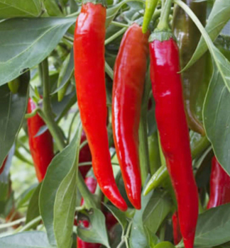 Chilli paprika CAYENNA HOT F1 kont. 0,5 l