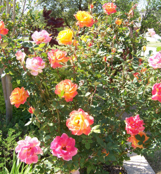 Růže mnohokvětá ´SAMBA®´ * Kordes 2022, kont. 2 l