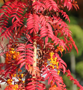 Jeb obecn AUTUMN SPIRE na kmnku 120 cm, kont. 7,5 l