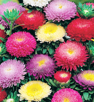 Hv�zdnice ��nsk� �PRINCIPESSA� 4 ks v multiplate