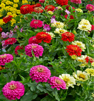 OST�LKA SLI�N�, 4 ks v multiplate