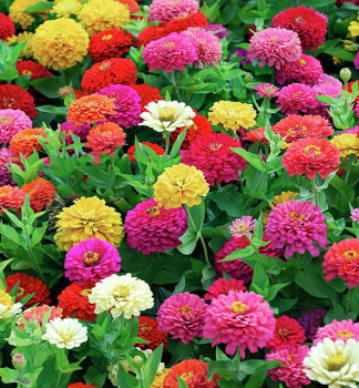 OST�LKA SLI�N�, 4 ks v multiplate