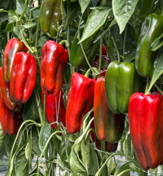 Paprika velkoplod� �erven� �FENOMENO F1�, kont. 0,5 l