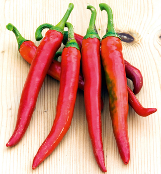 Chilli paprika LUNGO F1, kont. 0,5 l