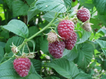 Obrzok (2)