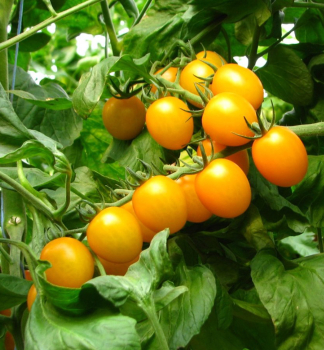 Raje cherry INOKI F1, kont. 0,5 l