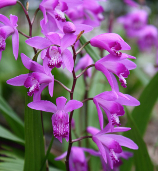Orchidej vzpřímená (Bletilla striata) kont. 0,5 l