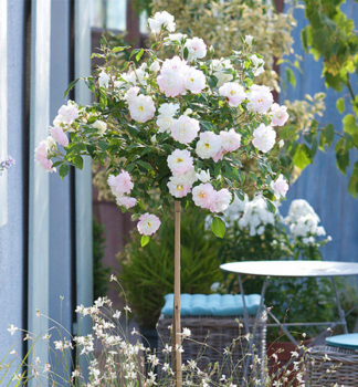 Růže stromková ´ALINA STARLET®´*** na kmínku 110 cm, kont. 4 l 