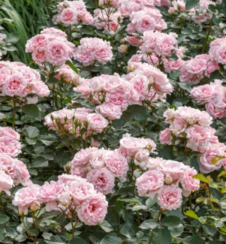 Růže stromková ´BALLADE®´** na kmínku 90-100 cm, kont. 4 l 