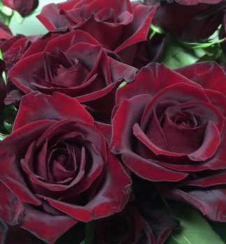 Růže velkokvětá keřová ´BLACK MAGIC®´ Tantau, kont. 6 l