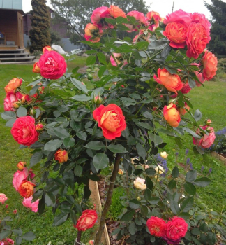 Růže stromková ´CARMEN SCARLET®´ na kmínku 120 cm, kont. 4 l 
