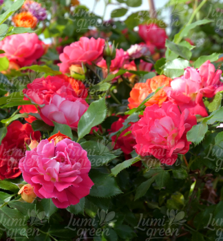 Obr�zok (5)