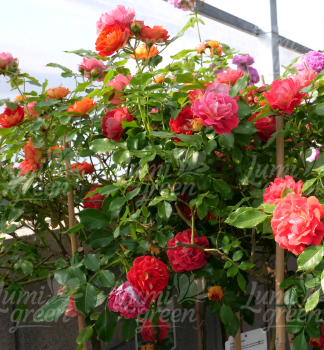 Obr�zok (7)