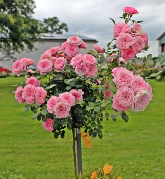 Růže stromková ´EVA STARLET®´ na kmínku 110 cm, kont. 4 l