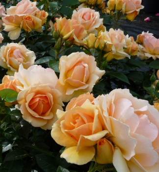 Růže mnohokvětá ´HANSESTADT ROSTOCK®´ ** Tantau, kont. 6 l