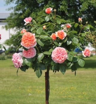 R��e stromkov� �CHIPPENDALE�� *** na km�nku 100 cm, kont. 7 l