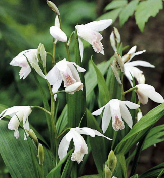Orchidej vzpmen (Bletilla striata) ALBA kont. 0,5 l