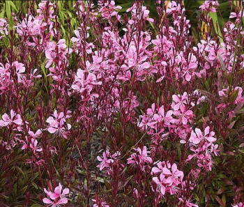 Gaura Lindheimeri BLAZE kont. 1 l