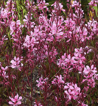 Gaura Lindheimeri BLAZE kont. 0,5 l