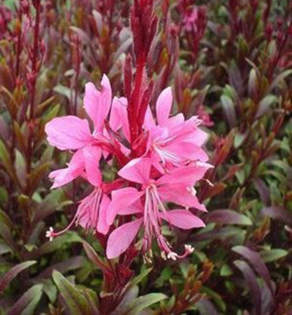 Gaura Lindheimeri �BLAZE� kont. 0,5 l