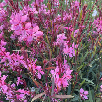 Gaura Lindheimeri TUTTI FRUTTI kont. 1 l