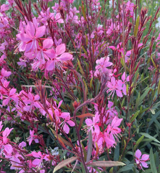 Gaura Lindheimeri TUTTI FRUTTI kont. 0,5 l