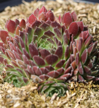 Netesk SCORPIUS kont. 0,5 l