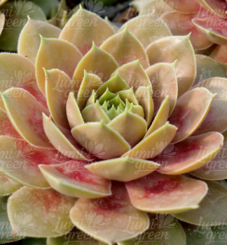 Obrázok (5) Obrázok (5)