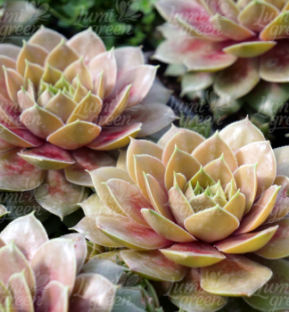 Obrázok (7) Obrázok (7)