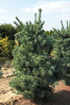 Borovice drobnokvt BLUE GIANT 50-60 cm, kont. 5 l