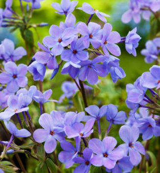 Flox vbekat BLUE RIDGE kont. 1 l