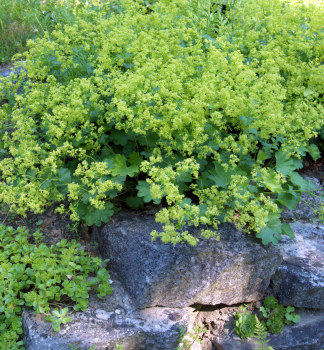 Kontryhel hol, kont. 0,5 l