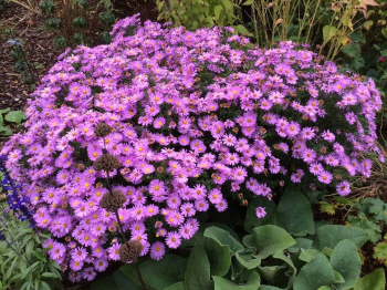 Hvzdnice keovit HERBSTGRU VOM BRESSERHOF kont. 0,5 l