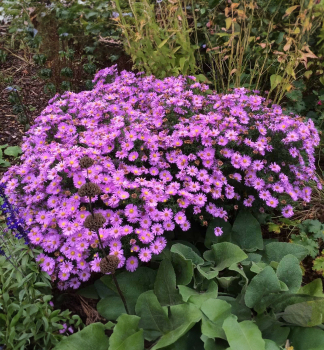 Hvzdnice keovit HERBSTGRU VOM BRESSERHOF kont. 0,5 l