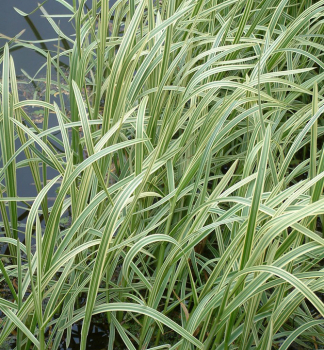 Zblochan vodn VARIEGATA, kont. 1 l 