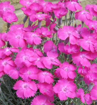 Hvozdk siv WHATFIELD MAGENTA kont. 0,5 l