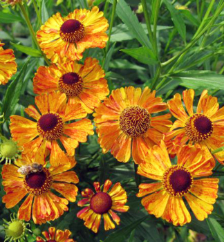 Helenium AMBER DWARF kont. 0,5 l