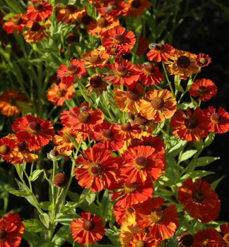 Helenium BAUDIREKTOR LINNE kont. 0,5 l
